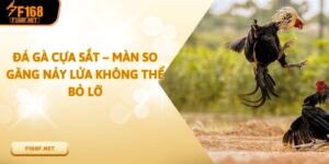 Đá Gà Cựa Sắt – Màn So Găng Nảy Lửa Không Thể Bỏ Lỡ Đá Gà Cựa Sắt – Màn So Găng Nảy Lửa Không Thể Bỏ Lỡ
