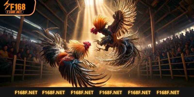 Đá Gà Đòn Siêu Kinh Điển Chỉ Có Tại F168 – Sát Phạt Từng Cú Mổ Luật chơi và quy định chi tiết trong hình thức gà đòn tại nhà cái