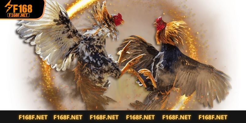 Đá Gà Đòn Siêu Kinh Điển Chỉ Có Tại F168 – Sát Phạt Từng Cú Mổ Gà chọi đòn có gì khiến hàng ngàn cược thủ đổ xô theo dõi?