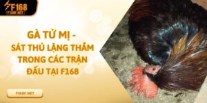 Gà Tử Mị - Sát Thủ Lặng Thầm Trong Các Trận Đấu Tại Nhà Cái Gà Tử Mị - Sát Thủ Lặng Thầm Trong Các Trận Đấu Tại Nhà Cái