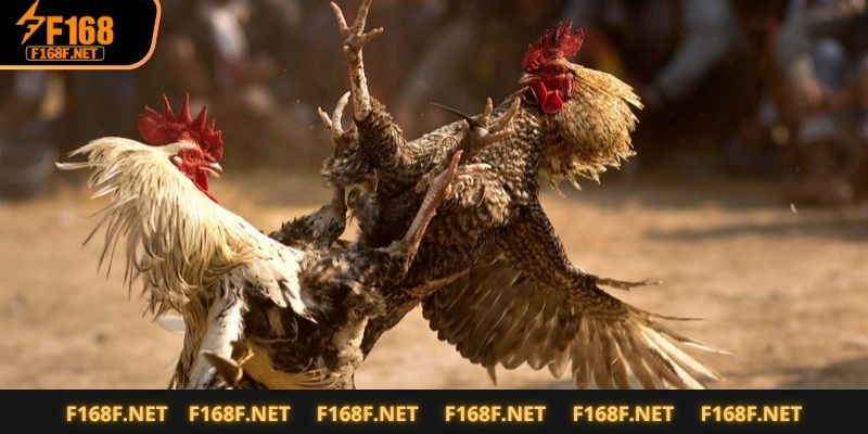 Gà Tử Mị - Sát Thủ Lặng Thầm Trong Các Trận Đấu Tại Nhà Cái Bí kíp nuôi gà chuẩn bài từ dân chơi lão luyện