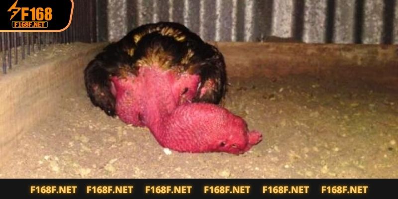 Gà Tử Mị - Sát Thủ Lặng Thầm Trong Các Trận Đấu Tại Nhà Cái Giới thiệu đôi nét về chiến kê gà tử mị